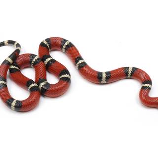 Milk snake wallpaper