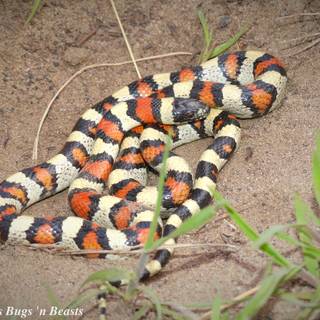 Milk snake wallpaper