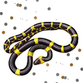 Milk snake wallpaper