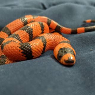 Milk snake wallpaper