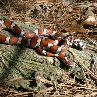 Milk snake wallpaper