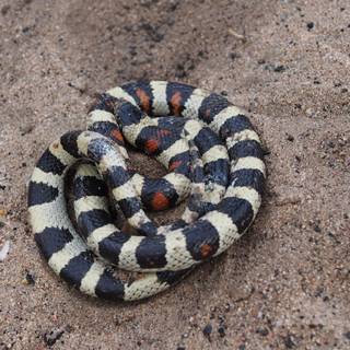 Milk snake wallpaper