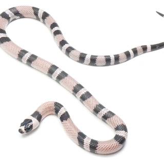 Milk snake wallpaper