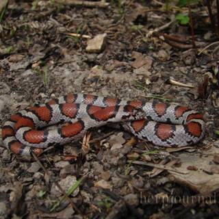 Milk snake wallpaper