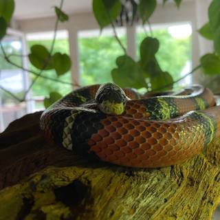 Milk snake wallpaper