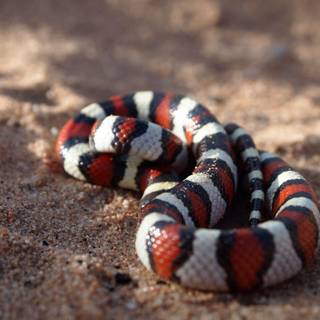 Milk snake wallpaper