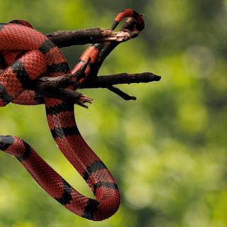 Milk snake wallpaper