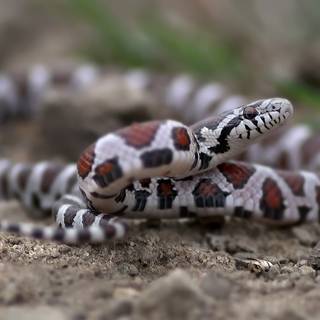 Milk snake wallpaper