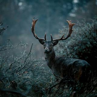 Cinematic desktop wallpaper