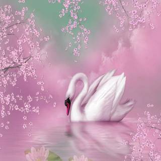 Swan wallpaper