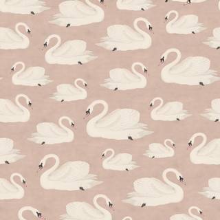 Swan wallpaper