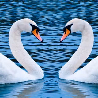 Swan wallpaper