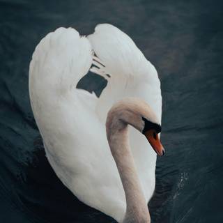 Swan wallpaper
