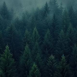 Dark nature 4k iPhone wallpaper