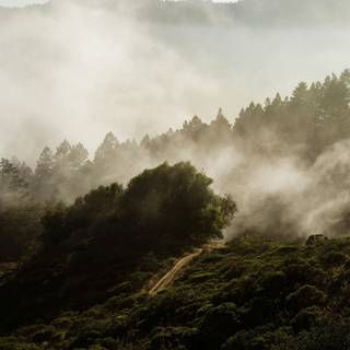 Dark nature 4k iPhone wallpaper