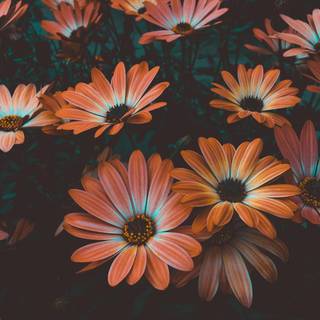 4k cute PC wallpaper