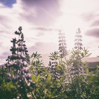 4k cute PC wallpaper