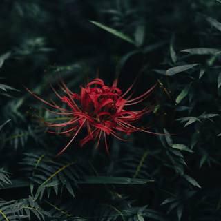 Red Spider Lily 4k wallpaper