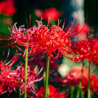 Red Spider Lily 4k wallpaper