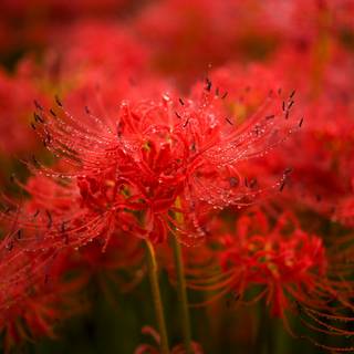 Red Spider Lily 4k wallpaper