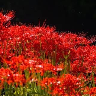 Spider lilies wallpaper