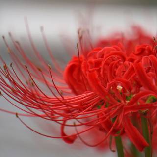 Red Spider Lily 4k wallpaper