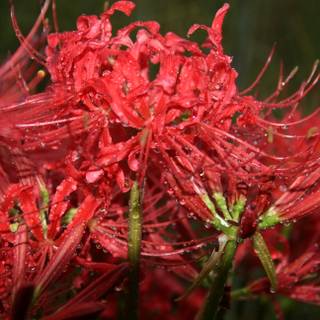 Red Spider Lily 4k wallpaper