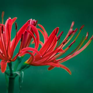 Red Spider Lily 4k wallpaper