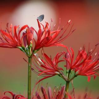 Red Spider Lily 4k wallpaper