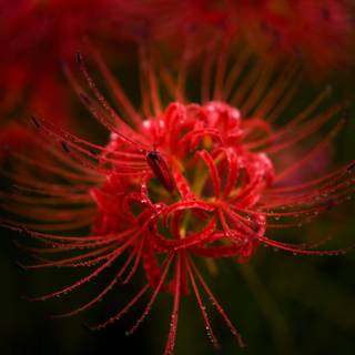 Red Spider Lily 4k wallpaper