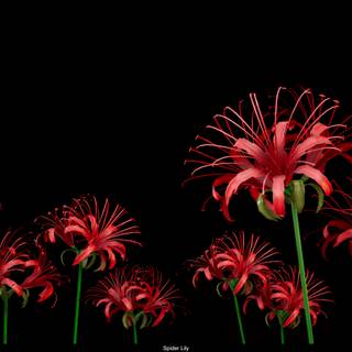 Red Spider Lily 4k wallpaper