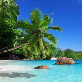 Caribbean iPhone wallpaper
