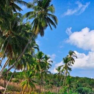 Caribbean iPhone wallpaper