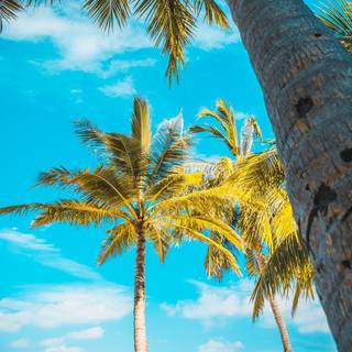 Caribbean iPhone wallpaper