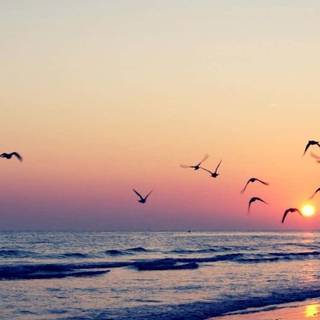 Sunset beach iPhone wallpaper