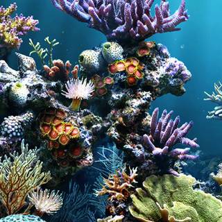 Reef phone wallpaper