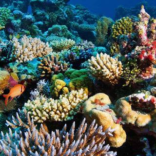 Reef phone wallpaper