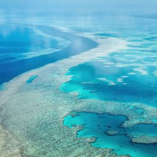 Reef phone wallpaper