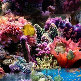 Reef phone wallpaper