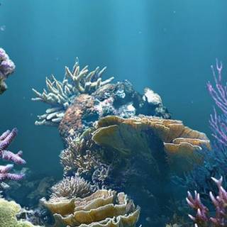 Reef phone wallpaper