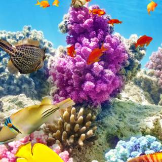 Reef phone wallpaper