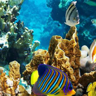 Reef phone wallpaper