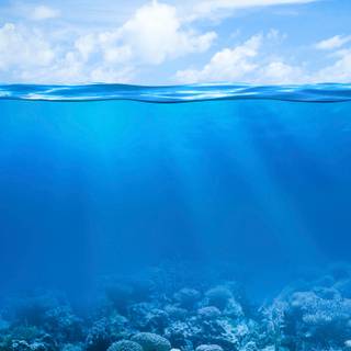 Reef phone wallpaper