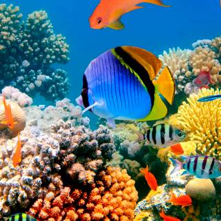 Reef phone wallpaper