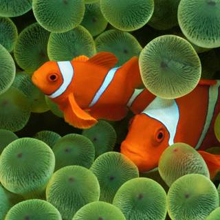 Reef phone wallpaper