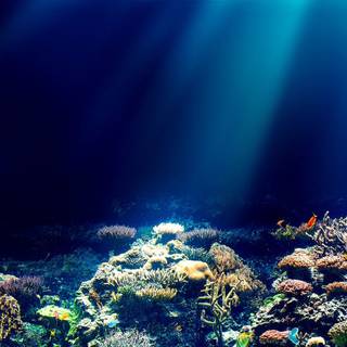 Reef phone wallpaper