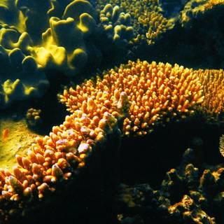 Reef phone wallpaper