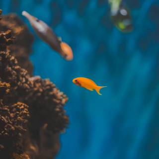 Reef phone wallpaper