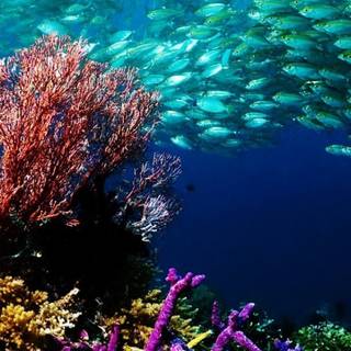 Reef phone wallpaper