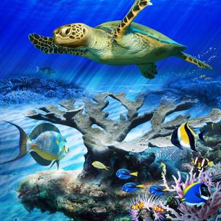 Reef phone wallpaper